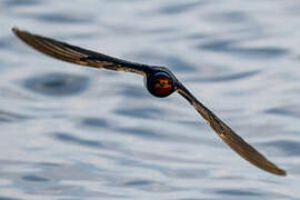 Barn Swallow