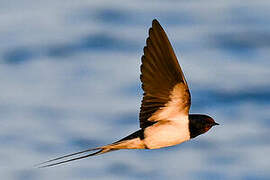 Barn Swallow