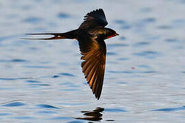 Barn Swallow