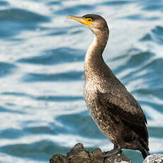 Cormoran de Temminck