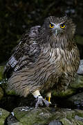 Blakiston's Fish Owl