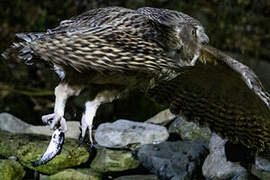 Blakiston's Fish Owl