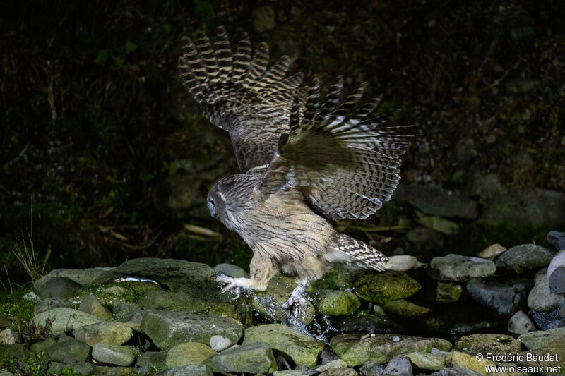 Blakiston's Fish Owl, Flight, fishing/hunting