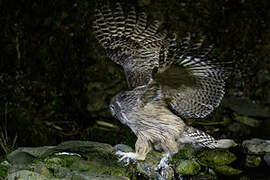 Blakiston's Fish Owl