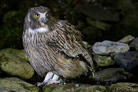 Blakiston's Fish Owl