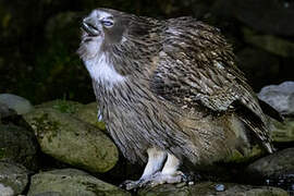 Blakiston's Fish Owl