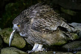 Blakiston's Fish Owl