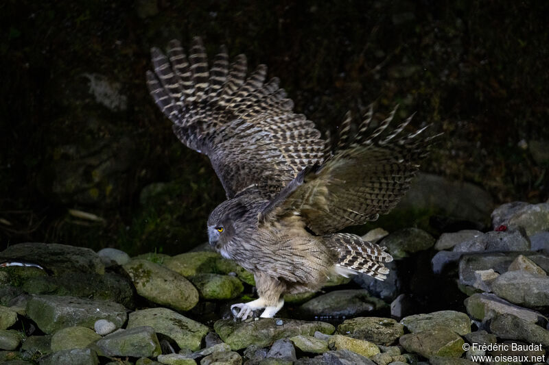 Kétoupa de Blakiston, pêche/chasse