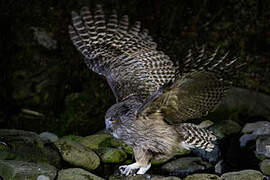 Blakiston's Fish Owl