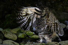 Blakiston's Fish Owl