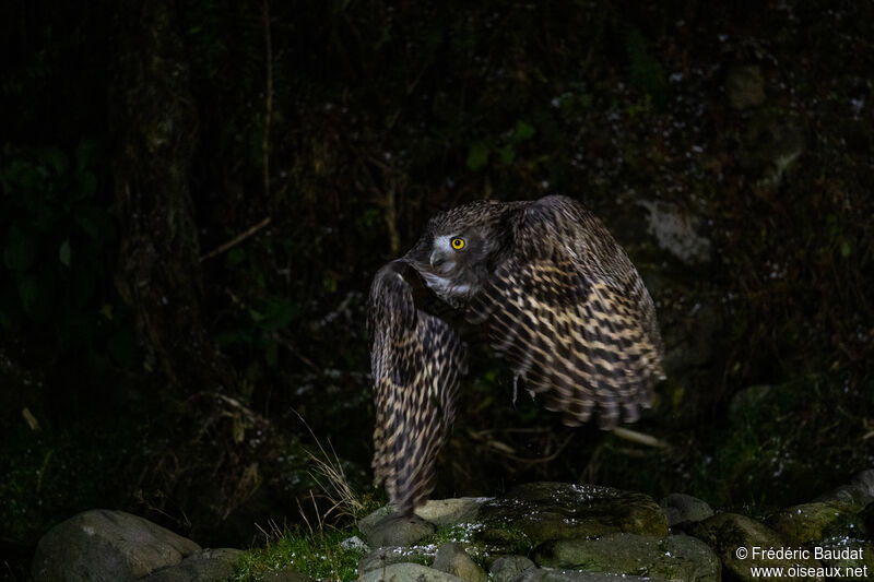 Blakiston's Fish Owl, Flight