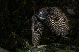 Blakiston's Fish Owl