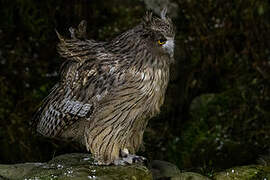 Blakiston's Fish Owl