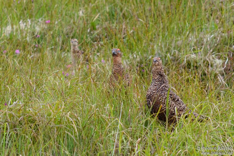 Red Grouse, identification, habitat, camouflage