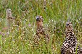 Red Grouse