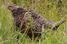 Red Grouse