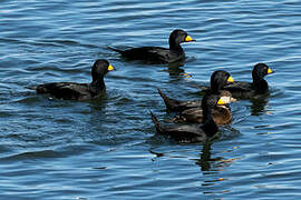 Black Scoter