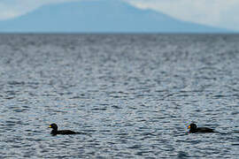 Black Scoter