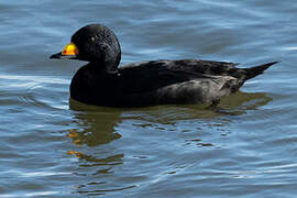 Black Scoter