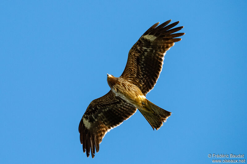 Black Kite (lineatus)First year, Flight