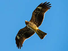 Black Kite (lineatus)