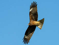 Black Kite (lineatus)