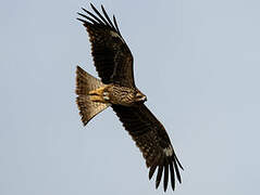 Black Kite (lineatus)