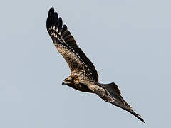 Black Kite (lineatus)