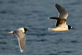 Mouette pygmée