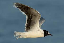 Little Gull