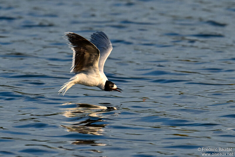 Mouette pygméeadulte transition, Vol, pêche/chasse