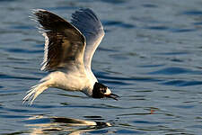 Mouette pygmée