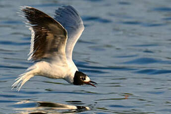 Mouette pygmée