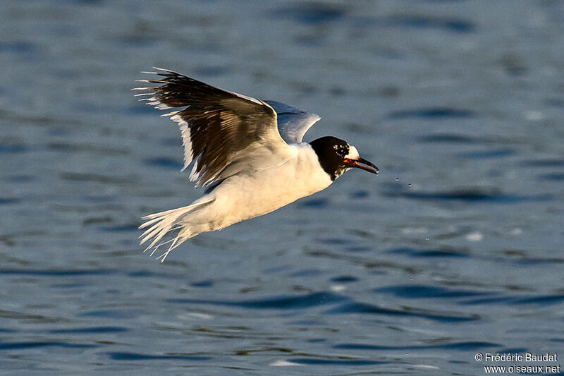 Mouette pygméeadulte transition, Vol, pêche/chasse, mange