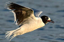 Mouette pygmée