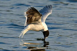 Little Gull