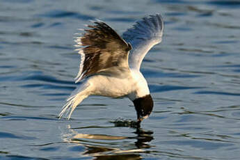 Mouette pygmée