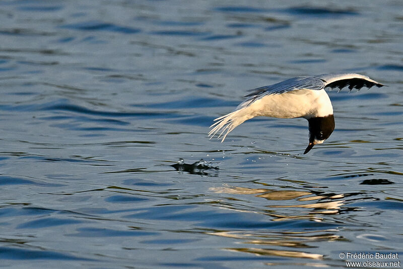 Little GullThird  year transition, Flight, fishing/hunting