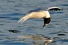 Mouette pygmée