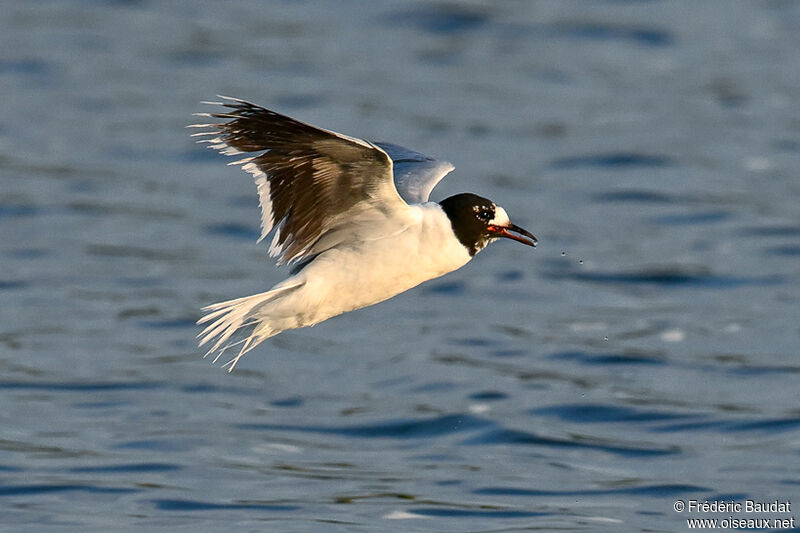 Little GullThird  year transition, Flight, eats