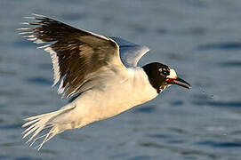 Mouette pygmée