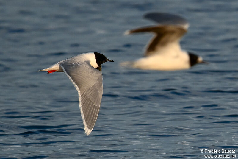 Mouette pygméeadulte nuptial, Vol