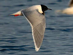 Little Gull