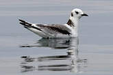 Mouette tridactyle