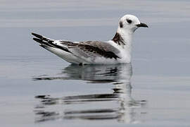 Mouette tridactyle