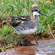 Phalarope à bec étroit