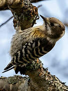 Japanese Pygmy Woodpecker