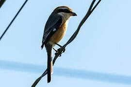 Bull-headed Shrike