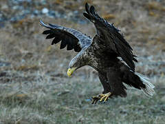 White-tailed Eagle