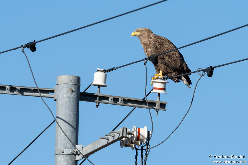 White-tailed Eagleadult